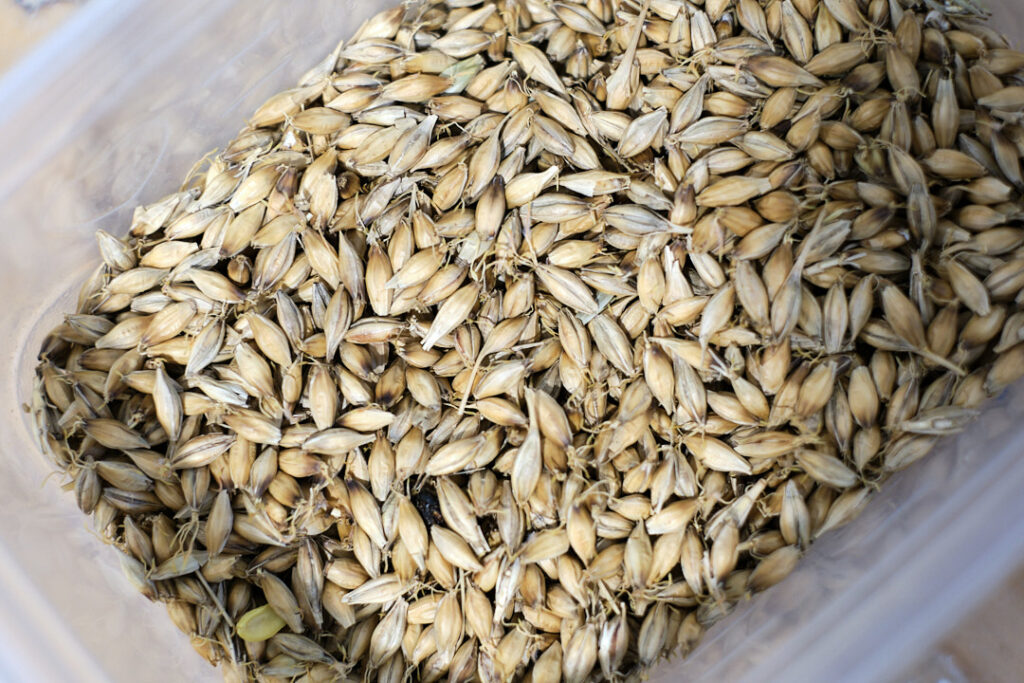 A container filled with light brown dried cereal grains.