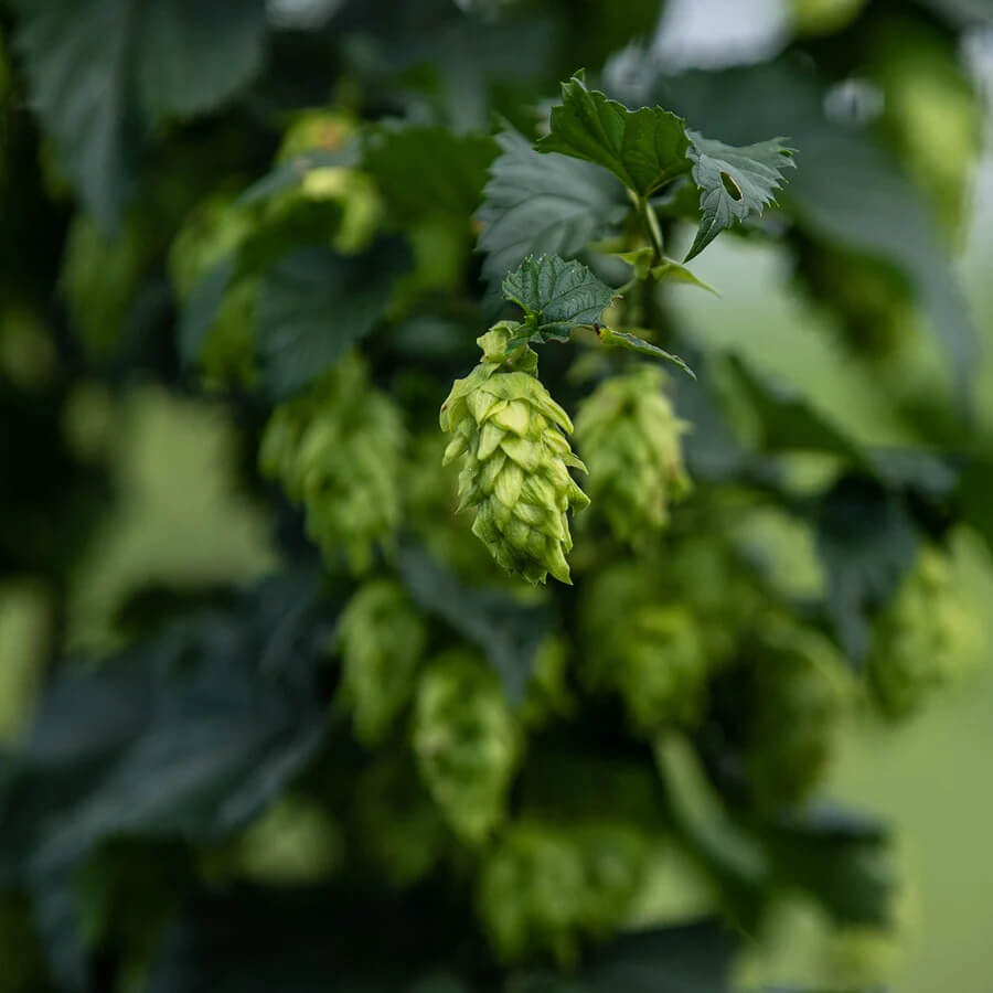 A cluster of green hop cones hanging from a vine.